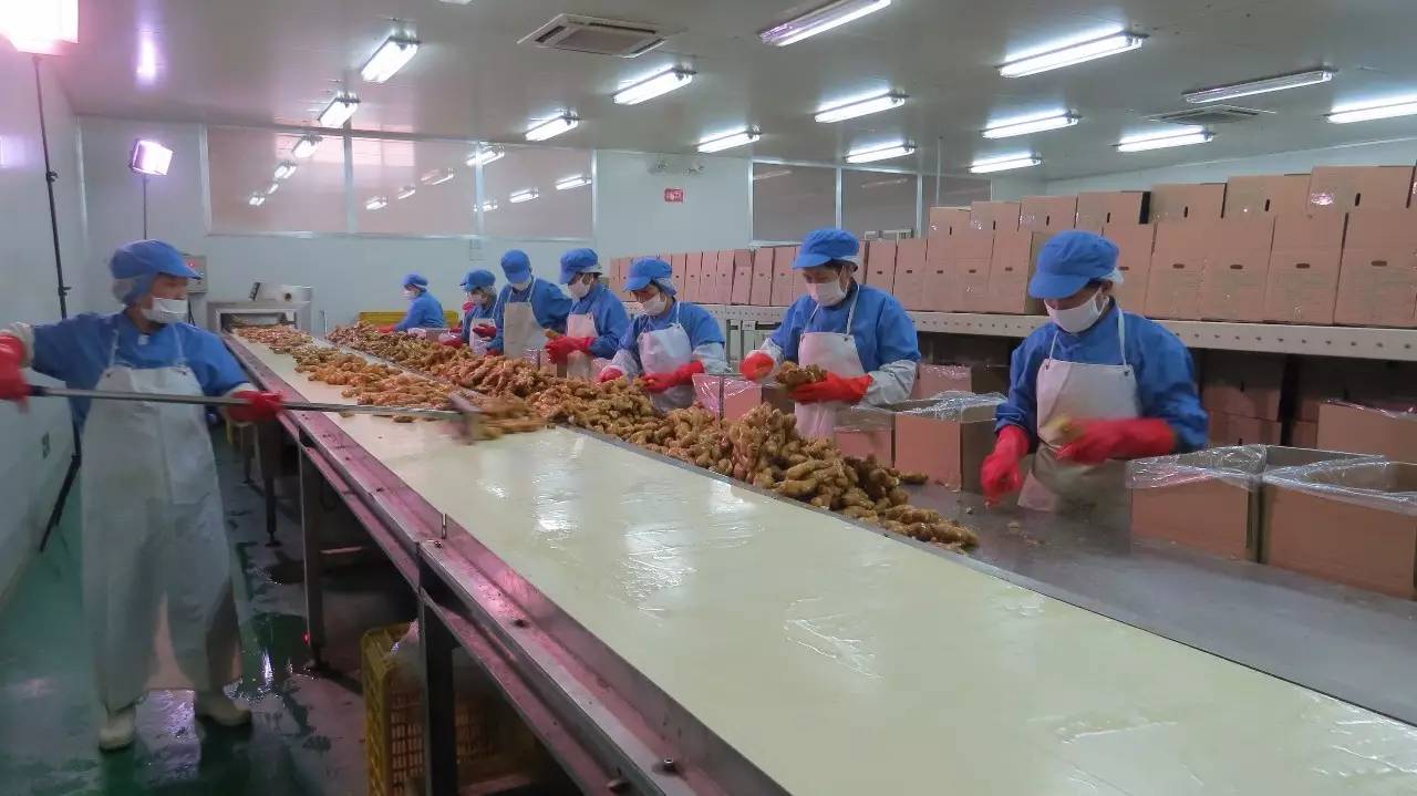 蔬菜加工何时告别