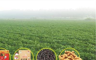 天津蓟州区开展特色食品和农副产品专项检查，严守法规保障食品安全