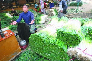 暖冬之困 农副产品市场中的大葱滞销现象探析