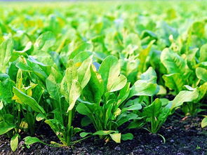 南城农副产品专业配送 打造高效便捷的食材供应链