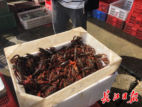 白沙洲农副产品大市场龙虾批发日破百吨，武汉“撮虾子”热度不减